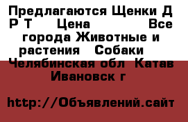 Предлагаются Щенки Д.Р.Т.  › Цена ­ 15 000 - Все города Животные и растения » Собаки   . Челябинская обл.,Катав-Ивановск г.